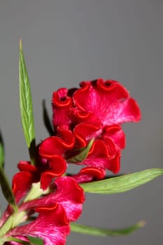 Red flower blossom close up celosia argentea family amaranthaceae botanical background high quality big size prints