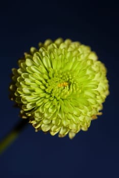 Green flower blossom close up Chrysanthemum indicum family Compositae botanical background high quality big size prints home decoration