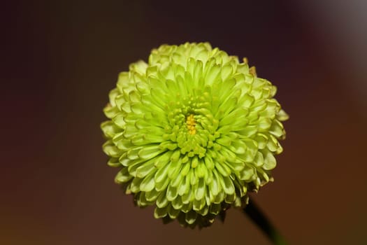 Green flower blossom close up Chrysanthemum indicum family Compositae botanical background high quality big size prints home decoration