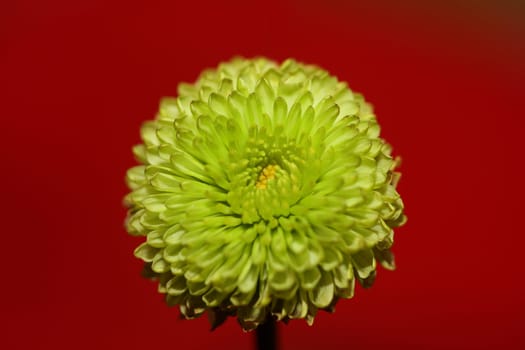 Green flower blossom close up Chrysanthemum indicum family Compositae botanical background high quality big size prints home decoration