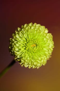 Green flower blossom close up Chrysanthemum indicum family Compositae botanical background high quality big size prints home decoration