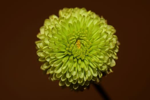 Green flower blossom close up Chrysanthemum indicum family Compositae botanical background high quality big size prints home decoration