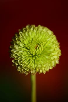 Green flower blossom close up Chrysanthemum indicum family Compositae botanical background high quality big size prints home decoration