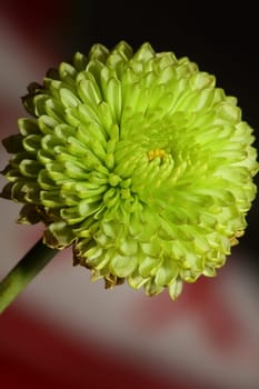 Green flower blossom close up Chrysanthemum indicum family Compositae botanical background high quality big size prints home decoration