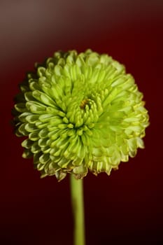 Green flower blossom close up Chrysanthemum indicum family Compositae botanical background high quality big size prints home decoration