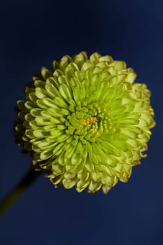 Green flower blossom close up Chrysanthemum indicum family Compositae botanical background high quality big size prints home decoration