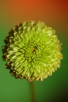 Green flower blossom close up Chrysanthemum indicum family Compositae botanical background high quality big size prints home decoration
