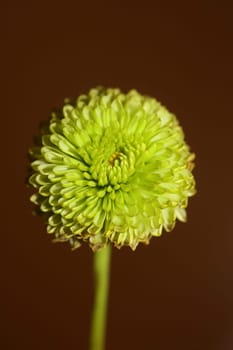 Green flower blossom close up Chrysanthemum indicum family Compositae botanical background high quality big size prints home decoration