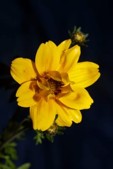 Yellow flower blossoming cosmos caudatus family compositae close up botanical background high quality big size print home decor agricultural shoots