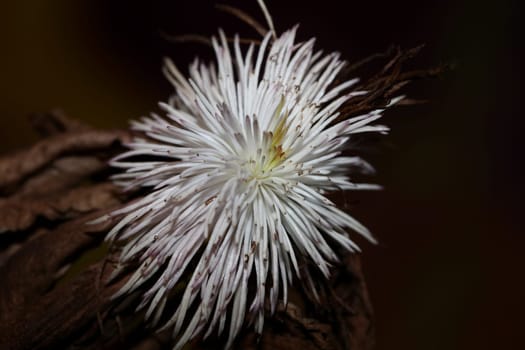 White flower blossoming close up botanical background clematis viticella family ranunculaceae big size high quality prints