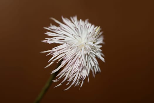 White flower blossoming close up botanical background clematis viticella family ranunculaceae big size high quality prints
