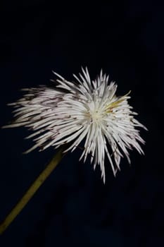 White flower blossoming close up botanical background clematis viticella family ranunculaceae big size high quality prints