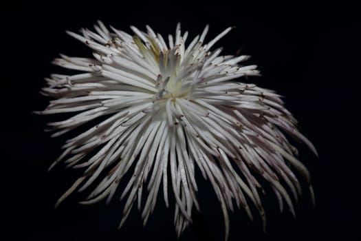 White flower blossoming close up botanical background clematis viticella family ranunculaceae big size high quality prints