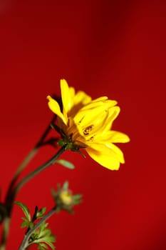 Yellow flower blossoming cosmos caudatus family compositae close up botanical background high quality big size print home decor agricultural shoots