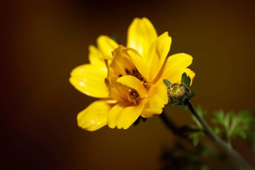 Yellow flower blossoming cosmos caudatus family compositae close up botanical background high quality big size print home decor agricultural shoots