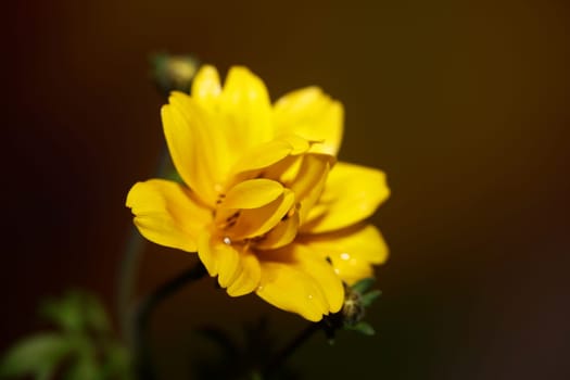 Yellow flower blossoming cosmos caudatus family compositae close up botanical background high quality big size print home decor agricultural shoots