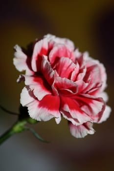 Red flower blossoms close up dianthus caryophyllus family caryophyllaceae botanical background modern high quality big size prints
