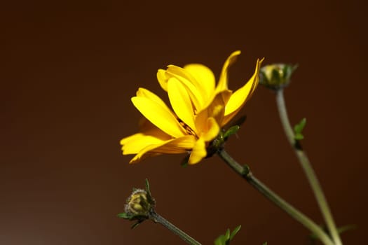 Yellow flower blossoming cosmos caudatus family compositae close up botanical background high quality big size print home decor agricultural shoots