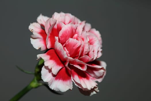 Red flower blossoms close up dianthus caryophyllus family caryophyllaceae botanical background modern high quality big size prints