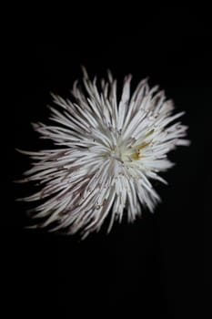 White flower blossoming close up botanical background clematis viticella family ranunculaceae big size high quality prints