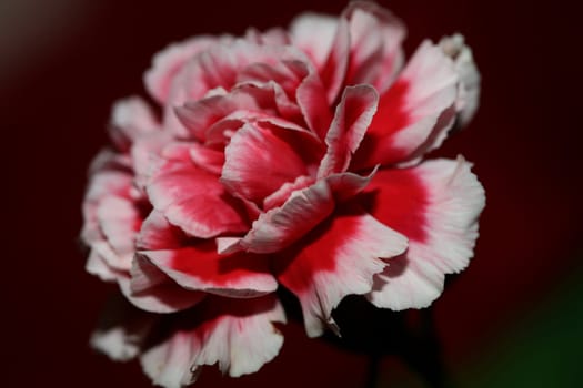 Red flower blossoms close up dianthus caryophyllus family caryophyllaceae botanical background modern high quality big size prints