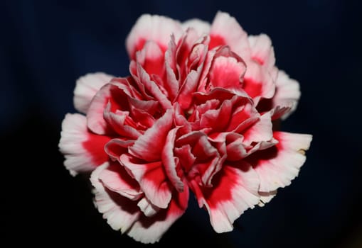 Red flower blossoms close up dianthus caryophyllus family caryophyllaceae botanical background modern high quality big size prints