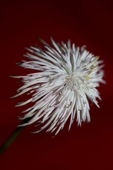 White flower blossoming close up botanical background clematis viticella family ranunculaceae big size high quality prints