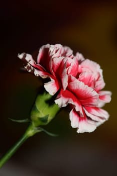 Red flower blossoms close up dianthus caryophyllus family caryophyllaceae botanical background modern high quality big size prints