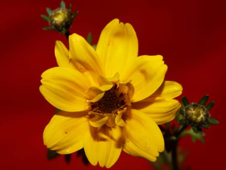 Yellow flower blossoming cosmos caudatus family compositae close up botanical background high quality big size print home decor agricultural shoots