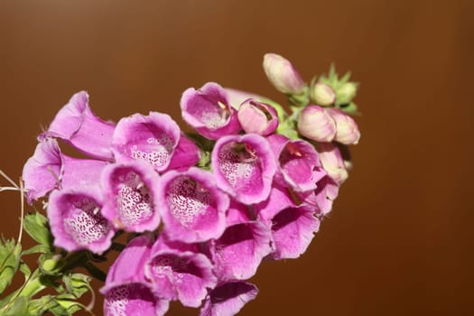 Wild purple flower blossom close up modern botanical background purpurea digitalis family plantaginaceae high quality big size prints