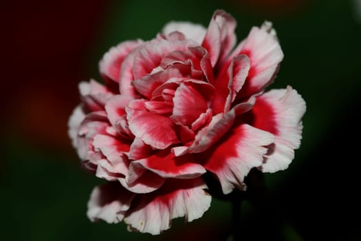 Red flower blossoms close up dianthus caryophyllus family caryophyllaceae botanical background modern high quality big size prints