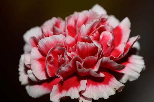 Red flower blossoms close up dianthus caryophyllus family caryophyllaceae botanical background modern high quality big size prints