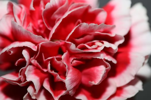 Red flower blossoms close up dianthus caryophyllus family caryophyllaceae botanical background modern high quality big size prints