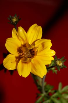Yellow flower blossoming cosmos caudatus family compositae close up botanical background high quality big size print home decor agricultural shoots