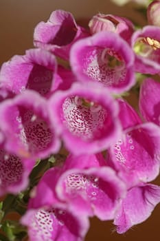 Wild purple flower blossom close up modern botanical background purpurea digitalis family plantaginaceae high quality big size prints