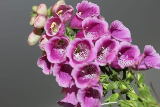 Wild purple flower blossom close up modern botanical background purpurea digitalis family plantaginaceae high quality big size prints