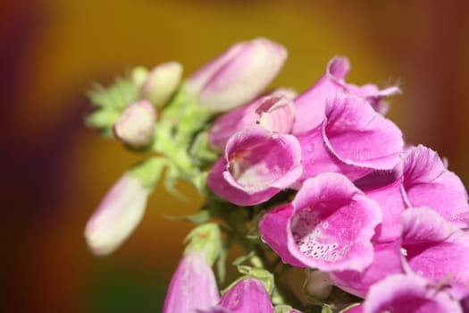 Wild purple flower blossom close up modern botanical background purpurea digitalis family plantaginaceae high quality big size prints