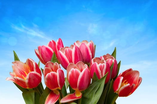 Greeting card template. Closeup of a fresh beautiful red tulips bouquet over abstract blurred blue sky background. Space for text design. Spring, valentine, mothers or wedding day card. Macro.