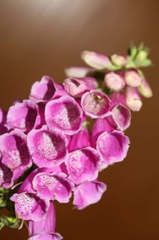 Wild purple flower blossom close up modern botanical background purpurea digitalis family plantaginaceae high quality big size prints
