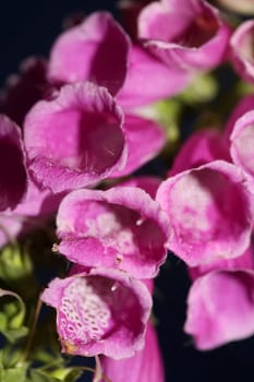 Wild purple flower blossom close up modern botanical background purpurea digitalis family plantaginaceae high quality big size prints