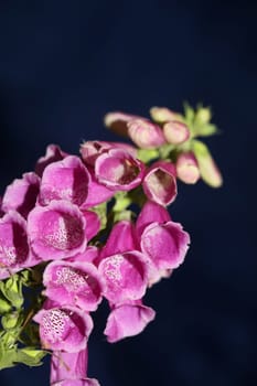 Wild purple flower blossom close up modern botanical background purpurea digitalis family plantaginaceae high quality big size prints