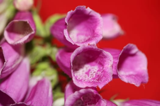 Wild purple flower blossom close up modern botanical background purpurea digitalis family plantaginaceae high quality big size prints