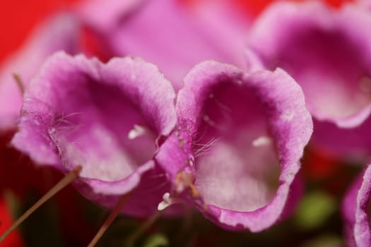 Wild purple flower blossom close up modern botanical background purpurea digitalis family plantaginaceae high quality big size prints