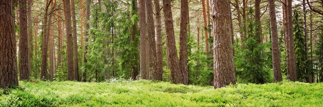 Panoramic view of the enchanted forest in spring day. Beautiful background of the natural park.