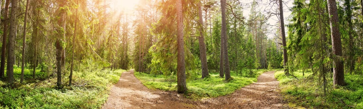 Crossroad in the wild trail in the sunny summer forest. Panoramic view of thewilderness natural park.