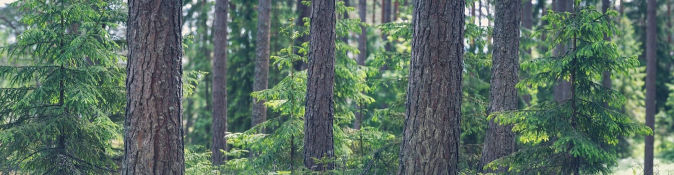 Panoramic view of the coniferous forest in spring in the evening. Natural park with pines and firs.
