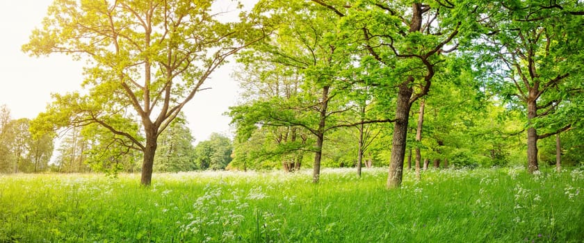 Beautiful view of the natural park with trees with young foliage. Panoramic background of the woods in spring.