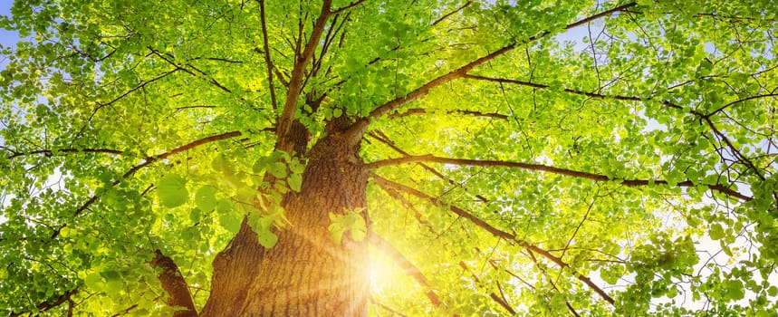 Old giant linden tree with fresh young foliage. Panoramic bottom view.