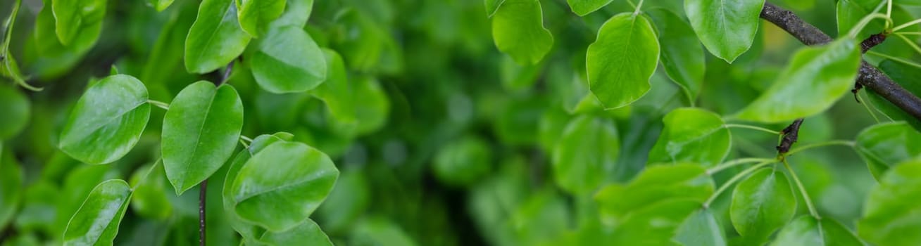 Panoramic background with fresh young foliage of the pear tree. Greenery backdrop.