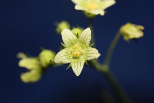 Yellow star flower blossoming close up botanical background Bryonia alba family cucurbitaceae big size high quality print